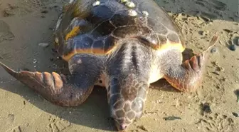 Erdek'te Sahilde Caretta Caretta Bulundu