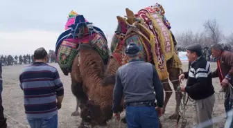 Çardak Kum Adasında Deve Güreşleri Yapıldı