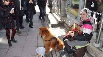 Romanyalı Kız Kardeşlerin Müziklerinden Çok Köpekleri Beks İlgi Görüyor