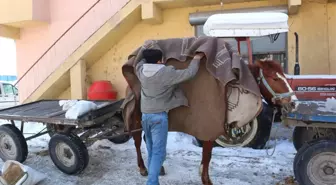 Atları Soğuktan Battaniyelere Sararak Koruyorlar