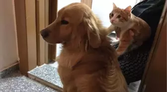 Kedi ve Köpeğin Dostluğu Görenleri Şaşırtıyor