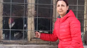 Köhne Binada Kilitli Tutulan Köpeği Hayvanseverler Kurtardı