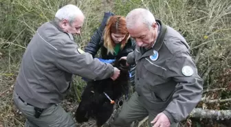 Siyah Kurt' Diye Günlerce Besledi Köpek Çıktı