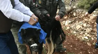 Siyah Kurt' Köpek Çıktı