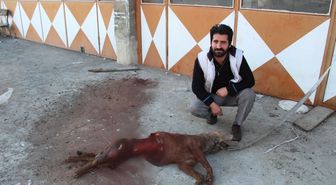 Aç Kalan Kurtlar İşyerinin Önüne Bağlı Köpeği Yedi