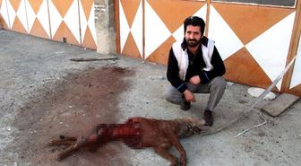 Aç Kurtlar Köpeği Parçaladı