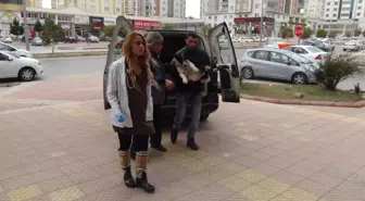 El Bab'da Yaralanan Sokak Köpeği Gaziantep'e Getirildi