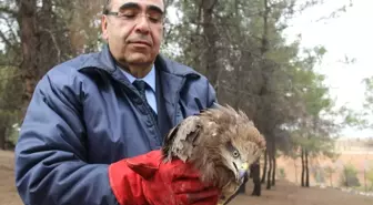 Yaralı Yaban Hayvanları Önce Sağlıklarına Sonra da Özgürlüklerine Kavuştu