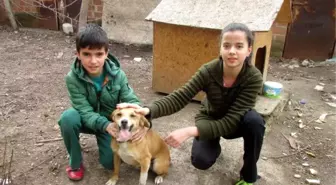 Otomobilin Çarptığı Köpeğe 3 Yıldır Bakıyorlar