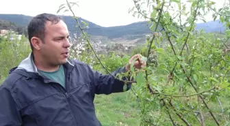 Yılın Ilk Çağla Hasadı Silifke'de Yapıldı