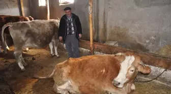 Erzincan'da Dünyaya Gelen Çift Başlı, 8 Bacaklı Buzağı Görenleri Şaşırttı