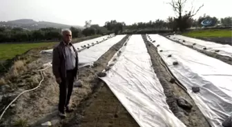 Tütüncülerin Yeni Sezon Telaşı Başladı