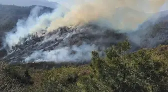 Hatay'da Orman Yangını