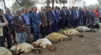 Depremi Can Kaybı Olmadan Atlatan Samsat'ta 13 Şükür Kurbanı Kesildi