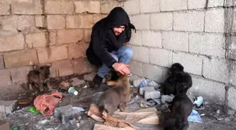 Ağrı'da Sokağa Bırakılmış Yavru Köpeklere Sahip Çıktı