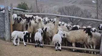 Koyun ve Kuzuların Duygusal Buluşması