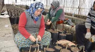 Niksar'da Ceviz Aşılama Çalışmaları Başladı