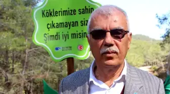 Kesilen 506 Kızılçamın Yerine Sembolik Ağaçlar Dikildi