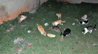 Öğrenciler Kumbarada Biriktirdikleri Parayla Yiyecek Alıp Sokak Hayvanlarını Besledi