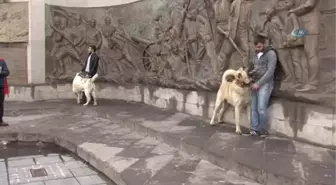 Hollanda Polisine Kangal Köpekli Gözdağı