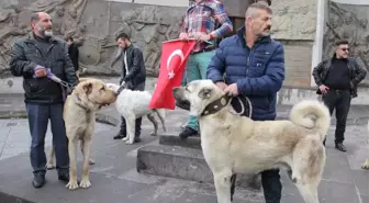 Hollandalılara Kangal Köpekli Gözdağı