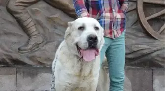 Kangal Köpekli Hollanda Tepkisi: Yürekleri Varsa Getirsinler