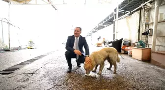 Yaralı Köpeğin Hayatını Malatya Belediye Başkanı Kurtardı