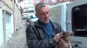 Yaralı ve Hasta Köpekler Tedavi İçin Eskişehir'e Gönderildi