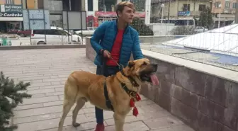 Hollanda'yı Kangal Köpekleri Ile Protesto Ettiler