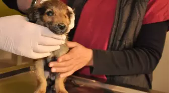 Silahla Yaralanmış ve Tek Gözü Görmeyen Köpeklerin Tedavileri Sürüyor