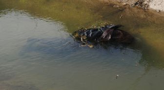 Odun Toplarken Sulama Kanalına Düşen Yaşlı Adam Hayatını Kaybetti