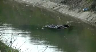 Odun Toplarken Sulama Kanalına Düşen Yaşlı Adam Hayatını Kaybetti