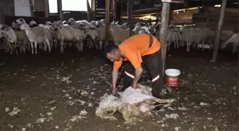 Makineli Kırkımcı Yetiştirme Kursları'Nın İkincisi Güdül'de Başlıyor