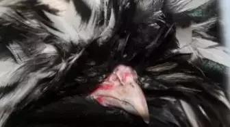 Onlarca Çeşit Süs Tavuğu Müzayedede Satışa Çıktı