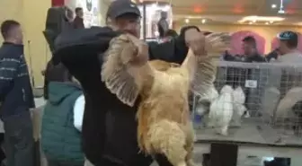 Tavuk Müzayedesindeki Fiyatlar Dudak Uçuklattı