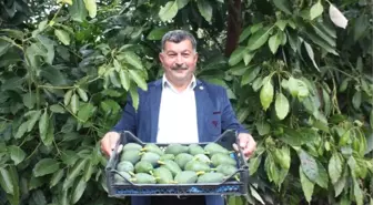 Avokado Üreticinin Yüzünü Güldürdü