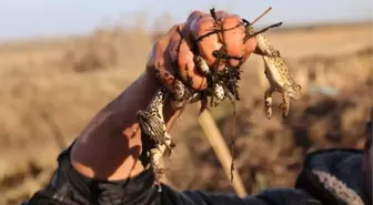 Ekmekleri Kurbağanın Bacağında