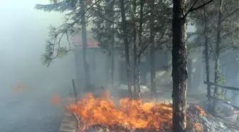 Anız Yangını Ormanlık Alanı Kül Etti