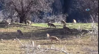 Dağ Keçileri Tarlalara İndi
