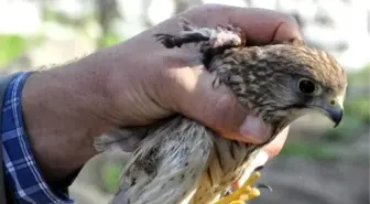 Kerkenez Kuşu Tedavi Altına Alındı