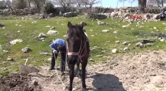 Manisa Ekmeğini Karasabanla Çıkarıyor