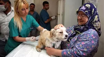 Mudurnu'da Sahipsiz 250 Köpek Kısırlaştırıldı