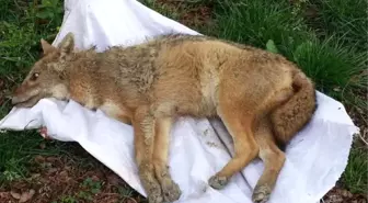 Yaralı Çakal, Tedavi Altına Alındı