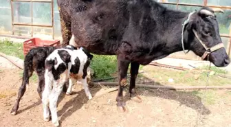 Referandumdan Esinlenen Kadın, İkiz Buzağılara 'Evet' ve 'Hayır' Adını Verdi