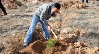 Tokat'ta 538 Çam Fidanı Dikildi