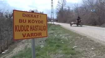 Elazığ'da Bir Köyde Kuduz Karantinası