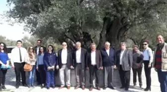 Anıt Ağacın Çehresi Büyükşehirle Değişecek