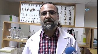 Dev Örümcek Kedi ile Karşılaşırsa