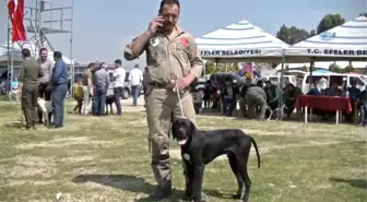 Aydın'da Köpekler Podyuma Çıktı