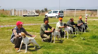 Aydın'da Köpekler Podyuma Çıktı